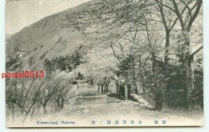 G4810●神奈川 小涌谷 満開の桜【絵葉書】