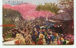 D4563●東京 荒川堤五色の桜 お店【絵葉書】