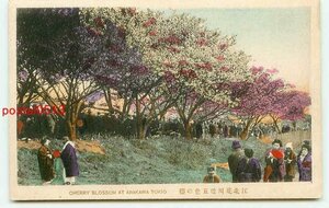 D4648●東京 彩色 荒川堤 五色の桜 その6【絵葉書】