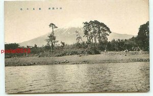 B2369●山梨 河口湖 敷島の松【絵葉書】