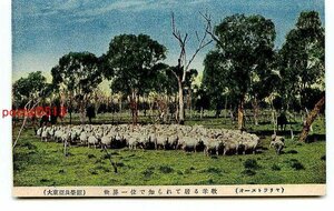 C0682●大東亜共栄圏 オーストラリア 羊牧【絵葉書】
