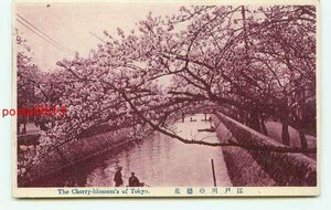 D4564●東京 江戸川の桜【絵葉書】