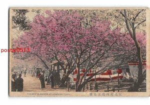 Xu5034●東京 手彩色 江北荒川堤五色桜 *剥離有り【絵葉書】