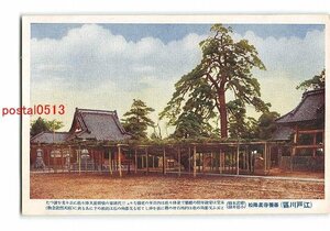 XyC3888●東京 江戸川区 善養寺星降松 総武本線 小岩井駅【絵葉書】