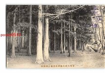 XyC1960●北海道 官幣大社札幌神社参道針葉樹林【絵葉書】_画像1