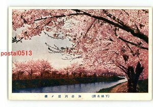 XyQ3011●新潟 下越名所 加治川堤の桜 *傷み有り【絵葉書】