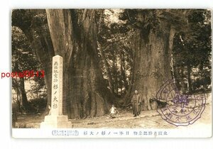 XyT1605●高知 史蹟名勝記念物 日本一の杉の大杉 *傷み有り【絵葉書】