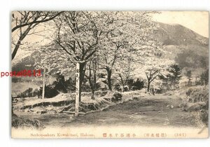 XZJ5968【新規】神奈川 箱根名所 小涌谷千本桜 *傷み有り【絵葉書】