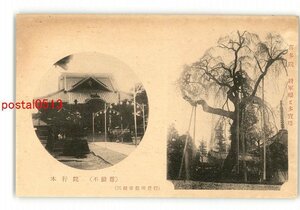 XyU2875●埼玉 本行院 不動尊 喜多院 将軍桜と多宝塔 *傷み有り【絵葉書】