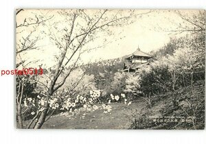 XyV3029●満州 安東縣 鎮江山公園の桜 *傷み有り【絵葉書】