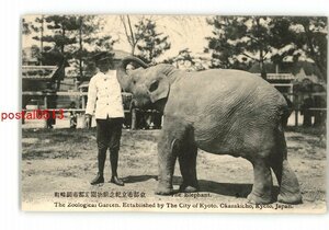 XyW1171●京都 ぞう 京都市立紀念動物園 京都市岡崎町 *傷み有り【絵葉書】