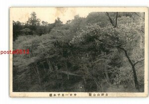 XyZ9643●奈良 吉野山公園 中の一目千本桜 *傷み有り【絵葉書】