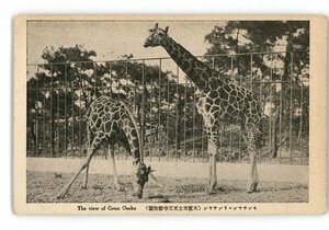 XZC0411●大阪 キンチヤン リンチヤン 大阪市立天王寺動物園 *傷み有り【絵葉書】