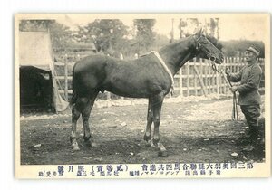 XZC4904●第3回奥羽六県連合馬匹共進会 2等賞 照月号 岩手県出陣 アングロノルマン雑種 牡馬栗毛3歳 照井愛助 *傷み有り【絵葉書】