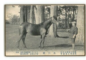 XZC4899●奥羽6県連合馬匹共進会出陳優等 北川号 トロッター雑種鹿毛牡馬 5尺 43年生 吉田与四郎 *傷み有り【絵葉書】