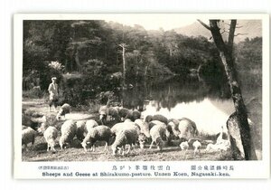 XZC5865●長崎 温泉公園 白雲牧場羊とが鳥 *傷み有り【絵葉書】