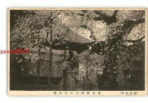 XZD0440●福島 黒岩万願寺の垂糸桜 *傷み有り【絵葉書】