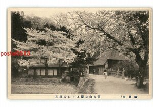 XZE0289●福島 信夫山公園 登り口の桜 *傷み有り【絵葉書】