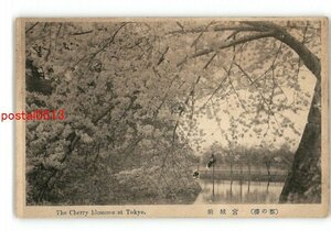 XZF8029●東京 都の桜 宮城前 *傷み有り【絵葉書】