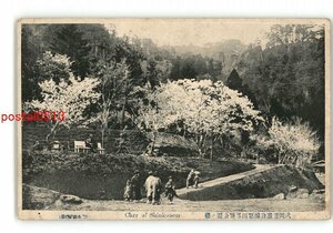 XZF9760●福井 粟田部新公園の桜 *傷み有り【絵葉書】