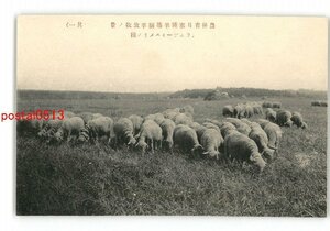 XZG6422●北海道 農林省月寒種羊場緬羊放牧の景 その1 *傷み有り【絵葉書】