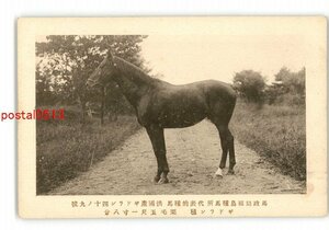 XZF8322●馬政局福島種馬所 代表的種馬 ギドラン種 *傷み有り【絵葉書】