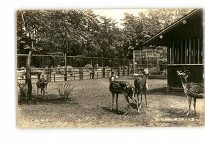 XZH4263●東京 井の頭恩賜公園 自然文化園 動物名判読不能 *傷み有り【絵葉書】