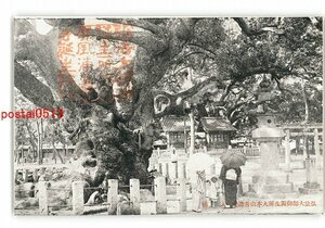 XZH8882●香川 弘法大師御誕生所大本山善通寺 大楠 *傷み有り【絵葉書】