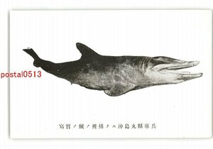 XZI4452●兵庫県丸島沖にて捕獲の鯱の実写 *傷み有り【絵葉書】