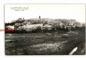 XZI5245●福島 亀ヶ城公園桜花爛漫の景 *傷み有り【絵葉書】
