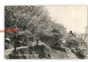 XZJ6619【新規】福岡 八女郡北川内村 東公園の桜花 その1 *傷み有り【絵葉書】