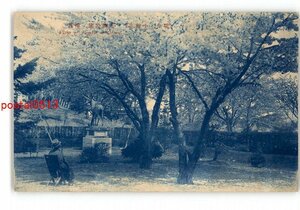 XZJ2922●北海道 現今の小樽市 花園公園の桜花 *傷み有り【絵葉書】