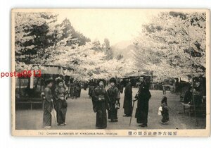 XZJ2413●山口 岩国吉香神社公園の桜 *傷み有り【絵葉書】