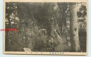Xi2501●静岡 熱海温泉 楠の巨木【絵葉書】