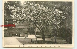 Xn9981●京都 平野神社 桜 k 【絵葉書】