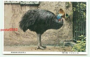 H2241●東京 上野公園動物園 喰火鶏【絵葉書】