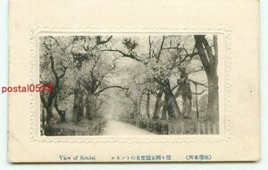 M5210●宮城 仙台 榴ヶ岡公園 桜のトンネル【絵葉書】
