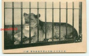 M2579●愛知 名古屋 鶴舞公園付属動物園 獅子【絵葉書】