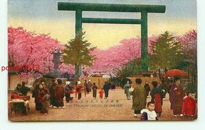 N7248●東京 靖国神社 鳥居付近の桜【絵葉書】