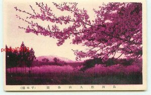 P2211●新潟 長岡 悠久山公園 千本桜【絵葉書】