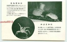 P9619●北海道 道立水族館 蟹【絵葉書】_画像1