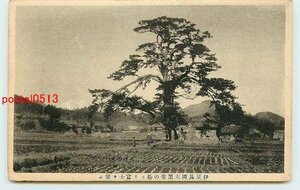 Q3150●静岡 長岡大黒堂の松【絵葉書】