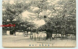 Q4893●大阪 浜寺公園 千両松　*剥離あり【絵葉書】