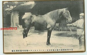 S7409●岩手 盛岡産馬組合 種牡馬　*剥離有り【絵葉書】