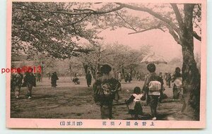 U4896●東京 上野公園の桜【絵葉書】