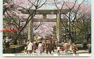 V6195●東京 上野公園東照宮の桜【絵葉書】