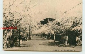 W9994●岩手 花巻温泉 桜満開【絵葉書】