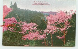 Xb6026●奈良 吉野山 上千本の桜【絵葉書】