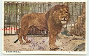 Xa7866●東京 上野公園動物園 ライオン【絵葉書】