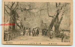 Xc4463●宮城 仙台 榴ヶ岡公園 桜のトンネル【絵葉書】